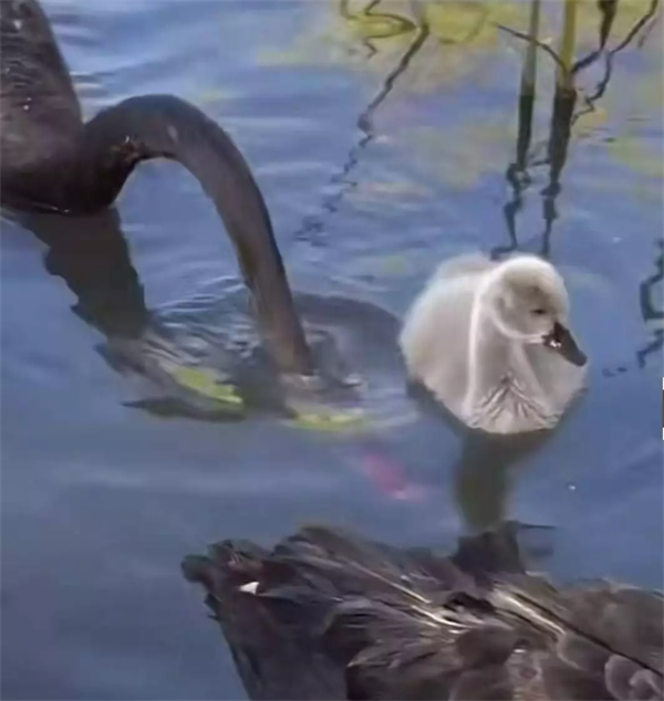 1762505903409031.png e06435bf-495f-461f-b83f-f07772d3fa03.png